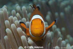 Nemo...
Just a crazy little clown fish that enjoyed show... by Chris Holman 